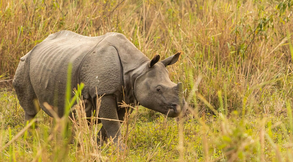 Airavat - Luxury Hotel in Kaziranga, Assam