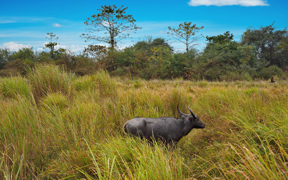 Kaziranga Guwahati Tour