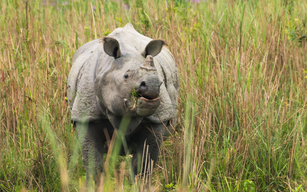 Kaziranga Shillong Tour